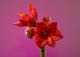 A0200 – Amaryllis auf Pinkem Hintergrund